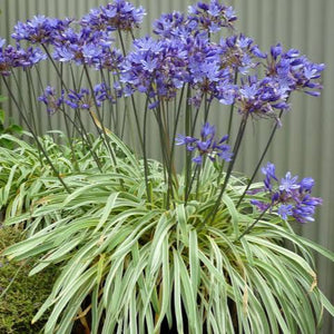 AGAPANTHUS GOLD STRIKE 1.9L