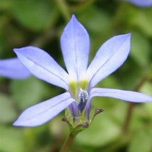 Load image into Gallery viewer, ISOTOMA FLUVIATILIS BLUE STAR CREEPER 1.0L
