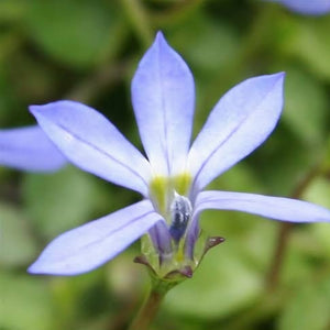 ISOTOMA FLUVIATILIS BLUE STAR CREEPER 1.0L