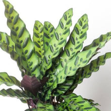 Load image into Gallery viewer, CALATHEA INSIGNIS 12CM
