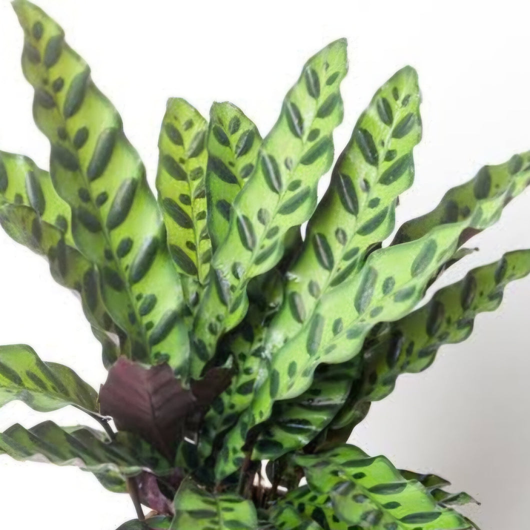 CALATHEA INSIGNIS 12CM