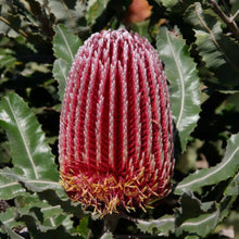 Load image into Gallery viewer, BANKSIA MENZIESII FIREWOOD BANKSIA 2.5L
