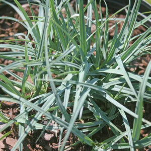 CAREX GLAUCA 2.0L