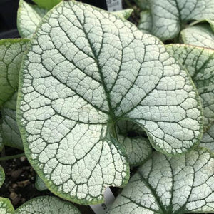 BRUNNERA SILVERHEART 2.4L