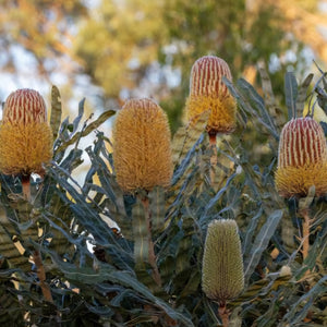 BANKSIA MENZIESII FIREWOOD BANKSIA 2.5L