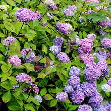 Load image into Gallery viewer, HYDRANGEA MACROPHYLLA NIGRA 6.0L
