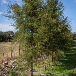 PODOCARPUS TOTARA 4.0L