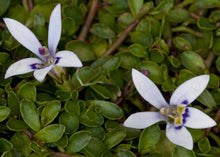 Load image into Gallery viewer, ISOTOMA FLUVIATILIS BLUE STAR CREEPER 1.0L
