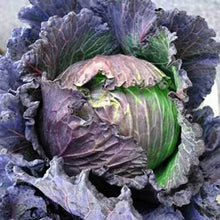 Load image into Gallery viewer, CABBAGE SAVOY PURPLE HEIRLOOM SEED
