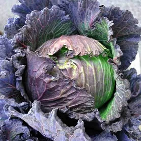 CABBAGE SAVOY PURPLE HEIRLOOM SEED