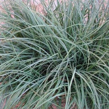 Load image into Gallery viewer, CAREX GLAUCA 2.0L
