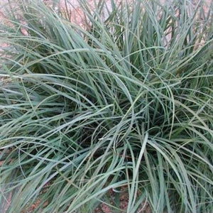 CAREX GLAUCA 2.0L