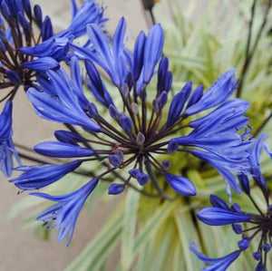 AGAPANTHUS GOLD STRIKE 1.9L