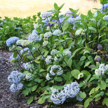 Load image into Gallery viewer, HYDRANGEA MACROPHYLLA NIGRA 6.0L
