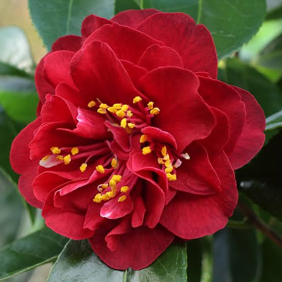 CAMELLIA JAPONICA MAROON & GOLD 4.0L