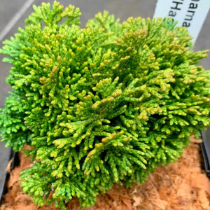 CHAMAECYPARIS OBTUSA HAGE 2.5L