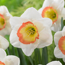 Load image into Gallery viewer, DAFFODIL LARGE CUPPED NIGHT CAP 5PK
