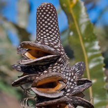 Load image into Gallery viewer, BANKSIA MENZIESII FIREWOOD BANKSIA 2.5L
