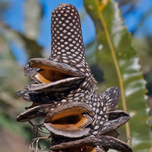 BANKSIA MENZIESII FIREWOOD BANKSIA 2.5L