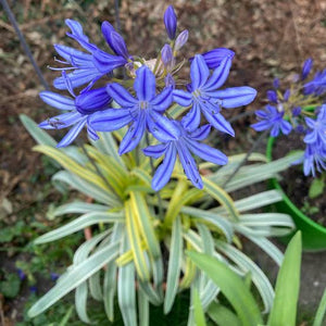 AGAPANTHUS GOLD STRIKE 1.9L