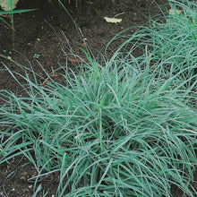 Load image into Gallery viewer, CAREX GLAUCA 2.0L
