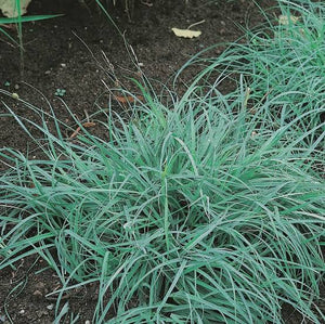 CAREX GLAUCA 2.0L