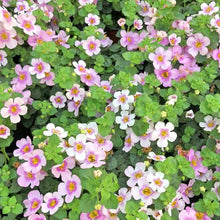 Load image into Gallery viewer, BACOPA SCOPIA GULLIVER PINK HEART 1.5L
