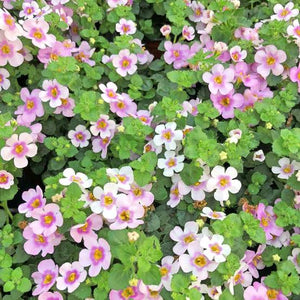 BACOPA SCOPIA GULLIVER PINK HEART 1.5L