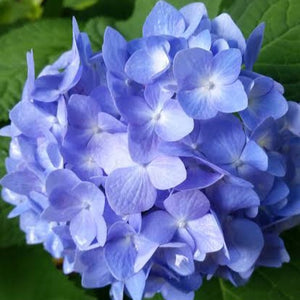 HYDRANGEA MACROPHYLLA NIGHTINGALE 4.0L