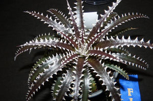 DYCKIA BRITTAL STAR 2.5L