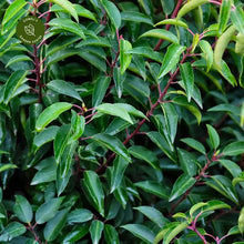 Load image into Gallery viewer, PRUNUS LUSITANICA PORTUGUESE LAUREL 2.5L
