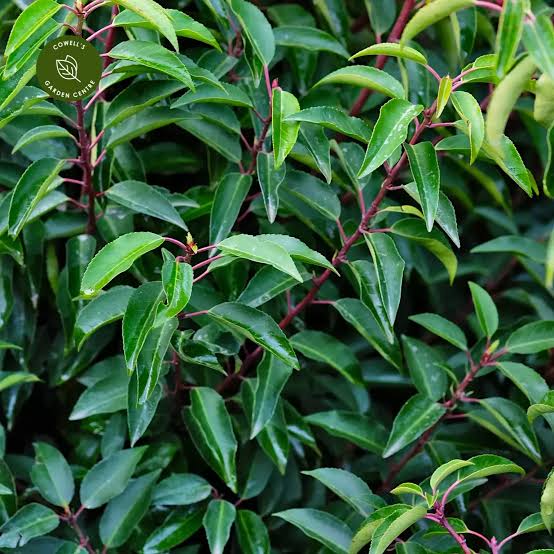 PRUNUS LUSITANICA PORTUGUESE LAUREL 2.5L