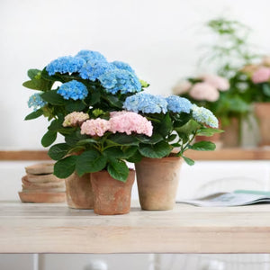 HYDRANGEA MACROPHYLLA MAGICAL REVOLUTION BLUE 2.5L