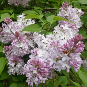 SYRINGA MADAME F MOREL 8.5L