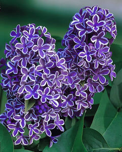 SYRINGA SENSATION 8.5L