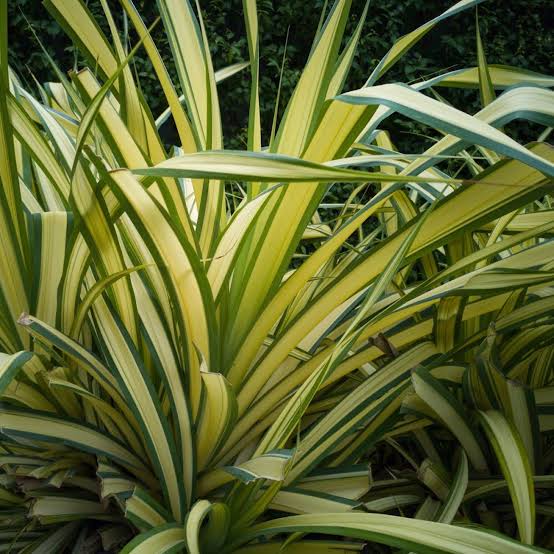 PHORMIUM YELLOW WAVE 3.3L