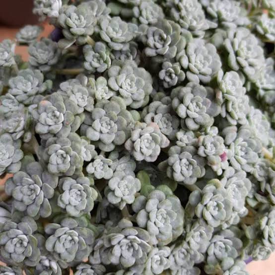 SEDUM SILVER BLOB