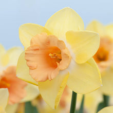 Load image into Gallery viewer, DAFFODIL LARGE CUPPED TOM POUCE 5PK
