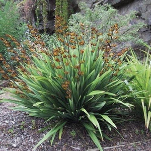 PHORMIUM GREEN DWARF 1.0L