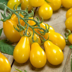 TOMATO YELLOW PEAR HEIRLOOM SEED