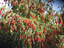 Load image into Gallery viewer, CALLISTEMON CAPTAIN COOK 3.5L
