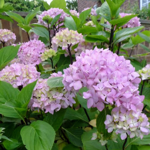 HYDRANGEA MACROPHYLLA NIGRA 6.0L