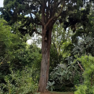 PODOCARPUS TOTARA 4.0L