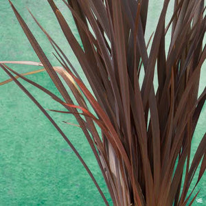 PHORMIUM DUSKY CHIEF 3.3L