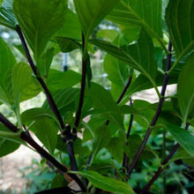 Load image into Gallery viewer, HYDRANGEA MACROPHYLLA NIGRA 6.0L
