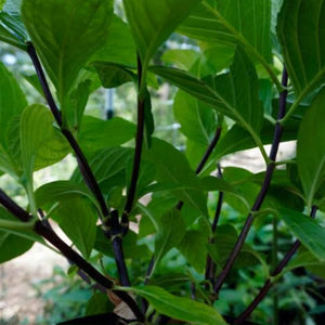 HYDRANGEA MACROPHYLLA NIGRA 6.0L