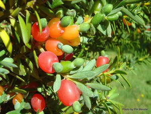 PODOCARPUS TOTARA 4.0L