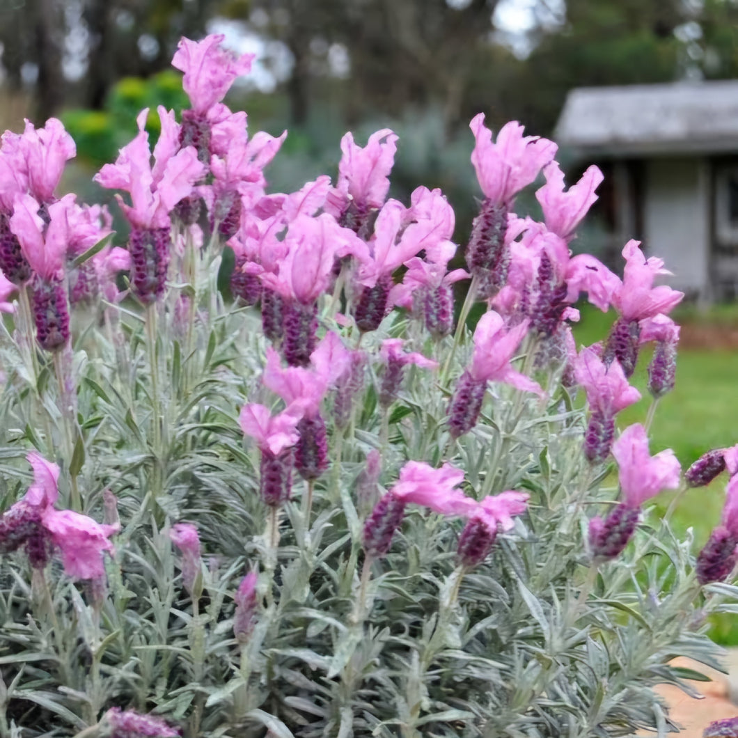 LAVENDER HYBRID THE SILVER PRINCESS 14CM