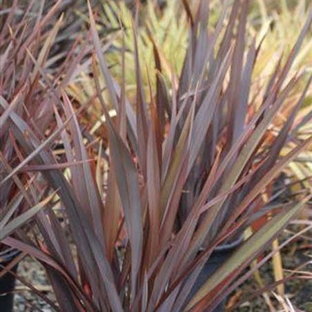 PHORMIUM DUSKY CHIEF 3.3L