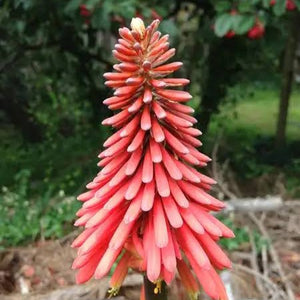 KNIPHOFIA PINK CHOICE 1.5L